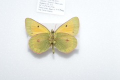 Colias hecla