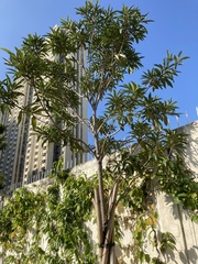 Xanthostemon chrysanthus