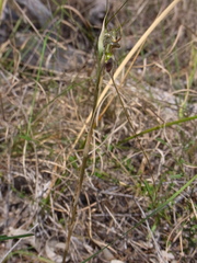 Pterostylis woollsii