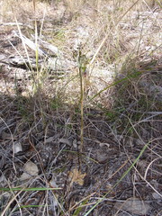 Pterostylis woollsii