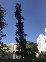 Araucaria