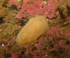 Jorunna tomentosa