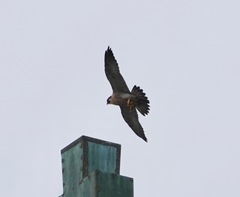 Falco peregrinus