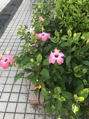 Hibiscus rosa-sinensis