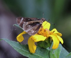 Vehilius stictomenes stictomenes
