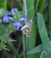 Vehilius stictomenes stictomenes
