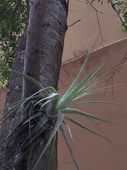 Tillandsia gardneri