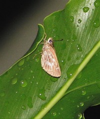 Vehilius stictomenes stictomenes