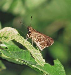 Vehilius stictomenes stictomenes