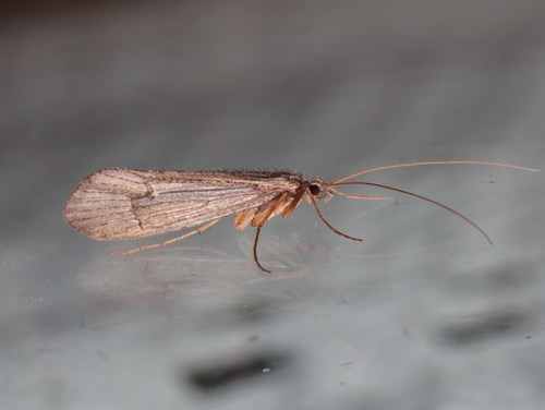 Mesophylax aspersus