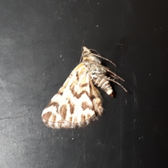 Notoreas simplex