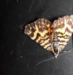 Notoreas simplex