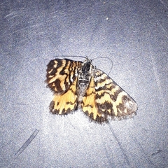Notoreas simplex
