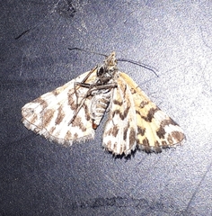 Notoreas simplex