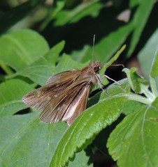 Vehilius stictomenes stictomenes