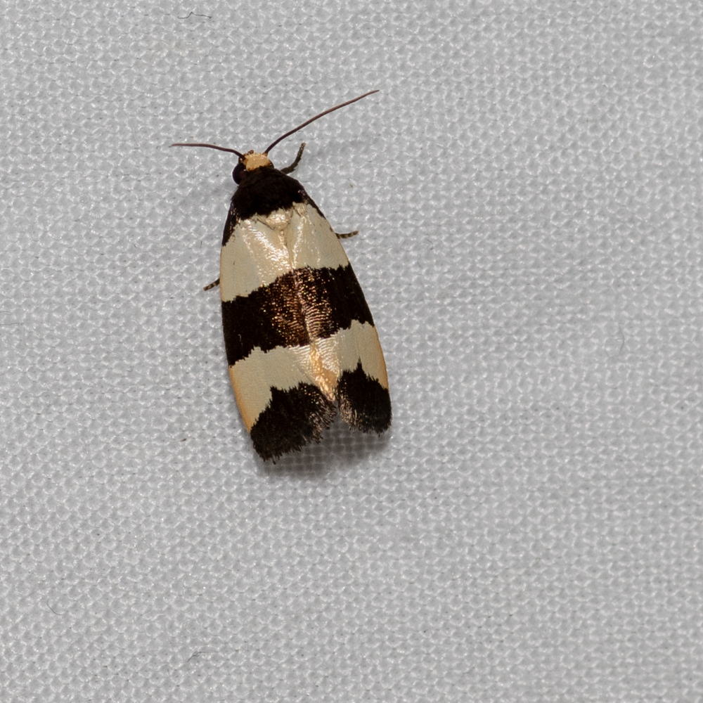 Micrapatetis leucozona