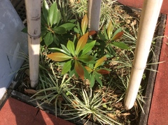 Magnoliopsida