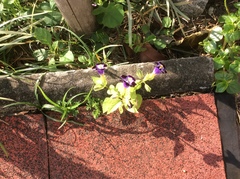 Torenia fournieri