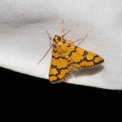 Glycythyma leonina