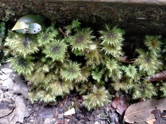 Mniodendron comosum