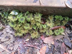 Mniodendron comosum