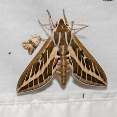Hyles livornicoides