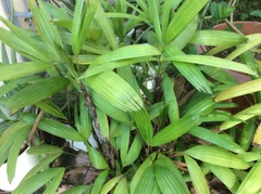 Liliopsida