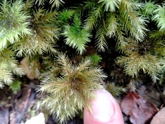Mniodendron comosum