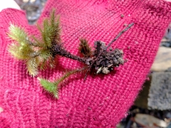 Mniodendron comosum