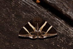 Grammodes oculicola