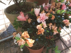 Rhododendron