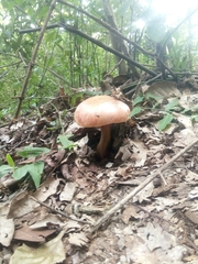 Fungi