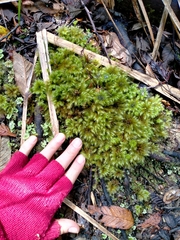 Mniodendron comosum