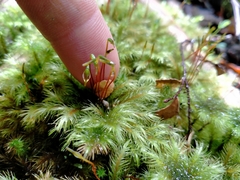 Mniodendron comosum