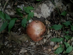 Fungi