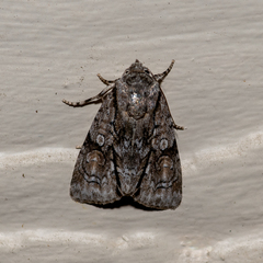 Turnerinycta phaeocosma