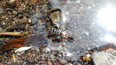 Trypoxylon californicum