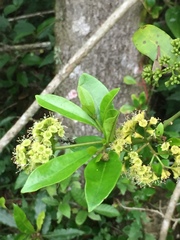 Pisonia aculeata