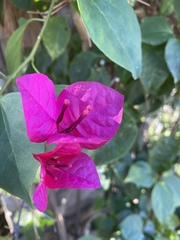 Bougainvillea glabra