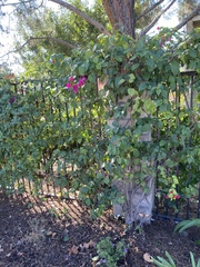 Bougainvillea glabra