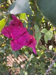 Bougainvillea glabra