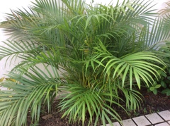 Arecaceae