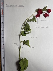 Bougainvillea glabra