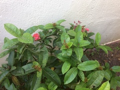 Ixora