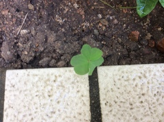 Oxalis