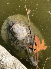 Trachemys scripta elegans
