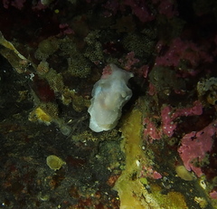 Goniodoris nodosa