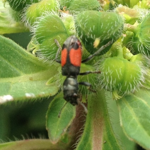 Enoclerus vulneratus · iNaturalist