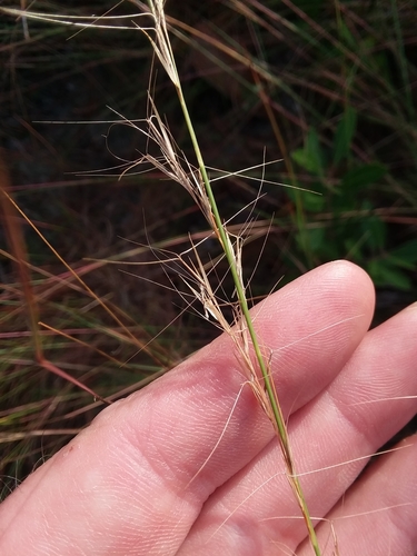Aristida purpurascens