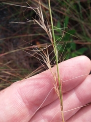 Aristida purpurascens, photograph Will McFarland, CC BY, iNaturalist via GBIF